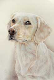 Dessin de la labrador beige MIA ralis au crayon de couleur